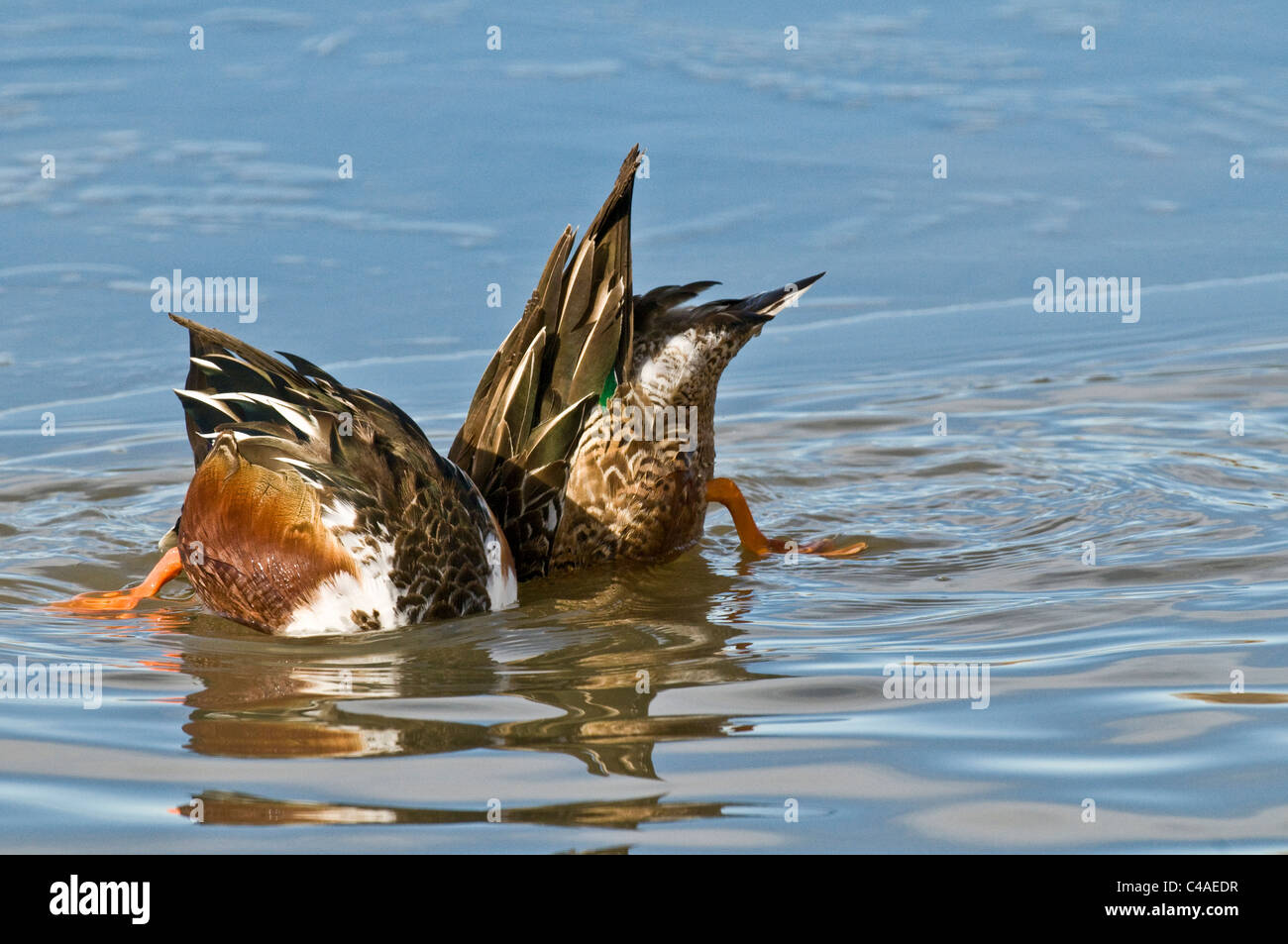 Northern shovelers (Anas clypeata) feeding in pond at Bosque del Apache National Wildlife Refuge New Mexico Stock Photo