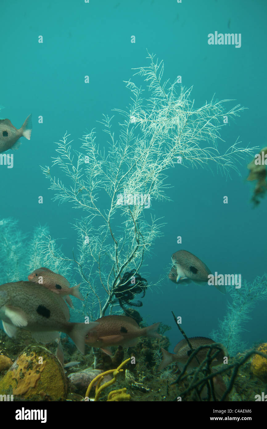 Black corals (Antipatharia) underwater growing in Milford Sound, New Zealand Stock Photo