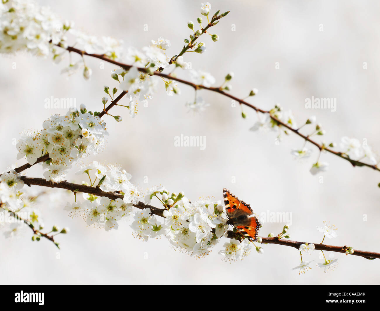 Nymphalidae sp (Aglais) butterfly on spring flower branches Stock Photo