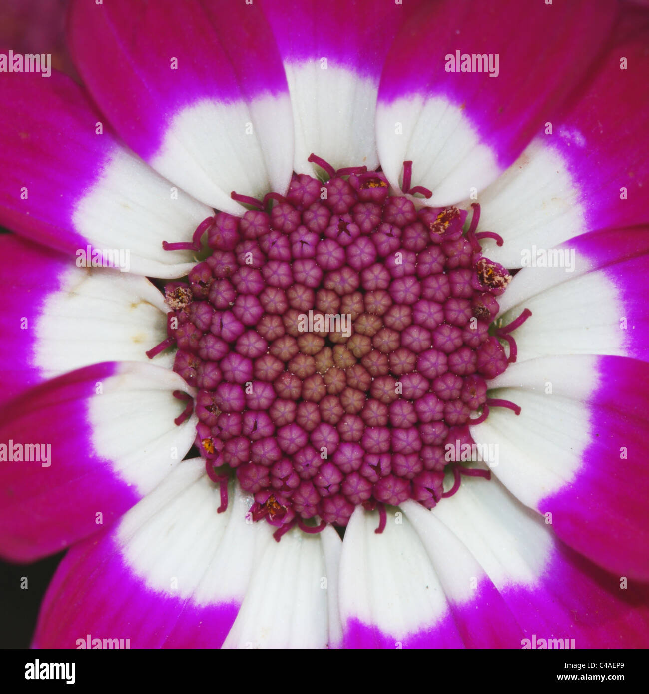 Center of a bright Cineraria flower Stock Photo - Alamy