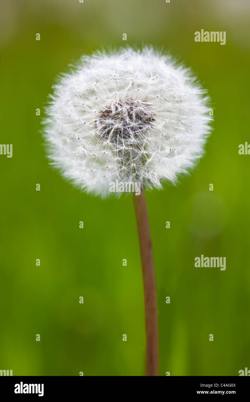 Dandelion weed, seed head, close up view. Stock Photo