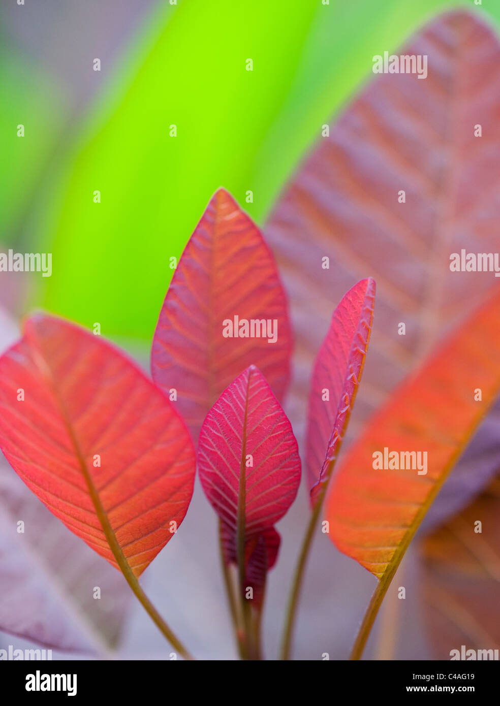 Cotinus grace leaves. Smoke bush leaves Stock Photo