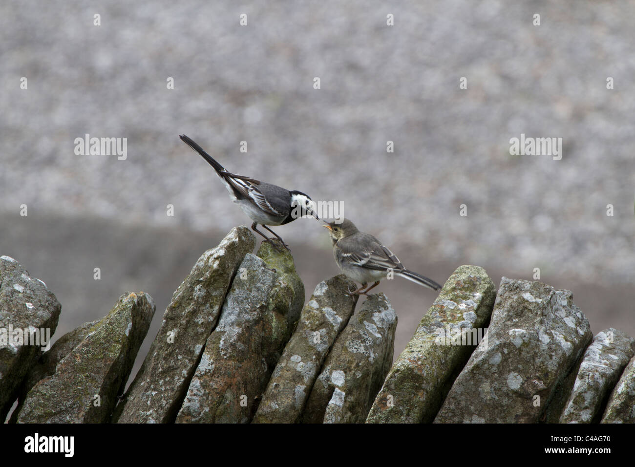 Young Pied Wagtail (Motacilla alba) waiting to be fed. Stock Photo