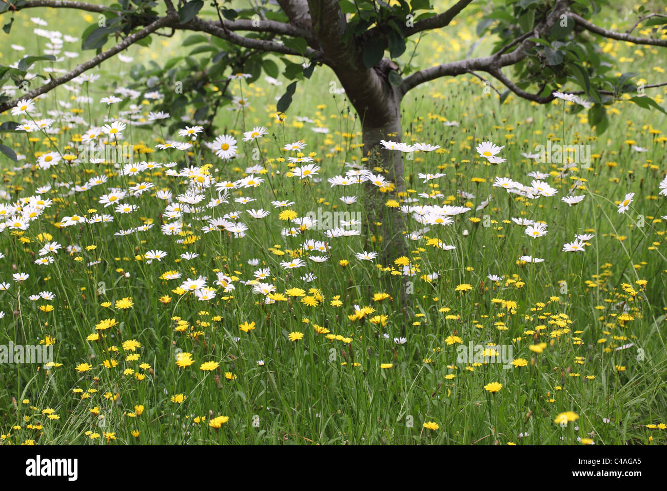 Wild flowers Oxeye and yellow corn Daisies growing in a meadow around