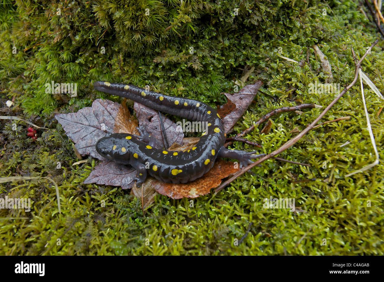 Spotted Salamander (Ambystoma maculatum) New York USA at breeding