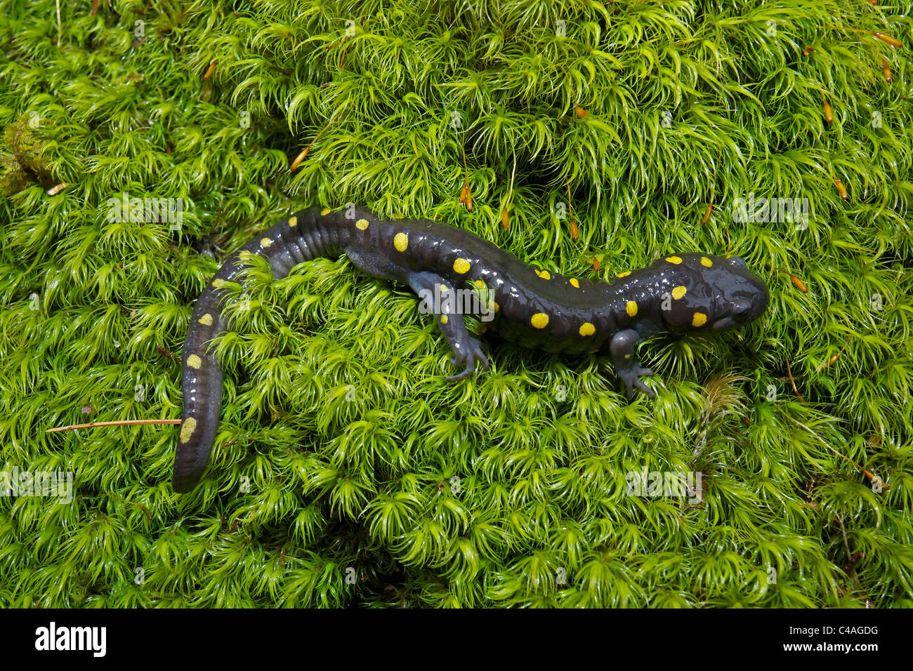 Spotted Salamander (Ambystoma maculatum) New York USA at breeding