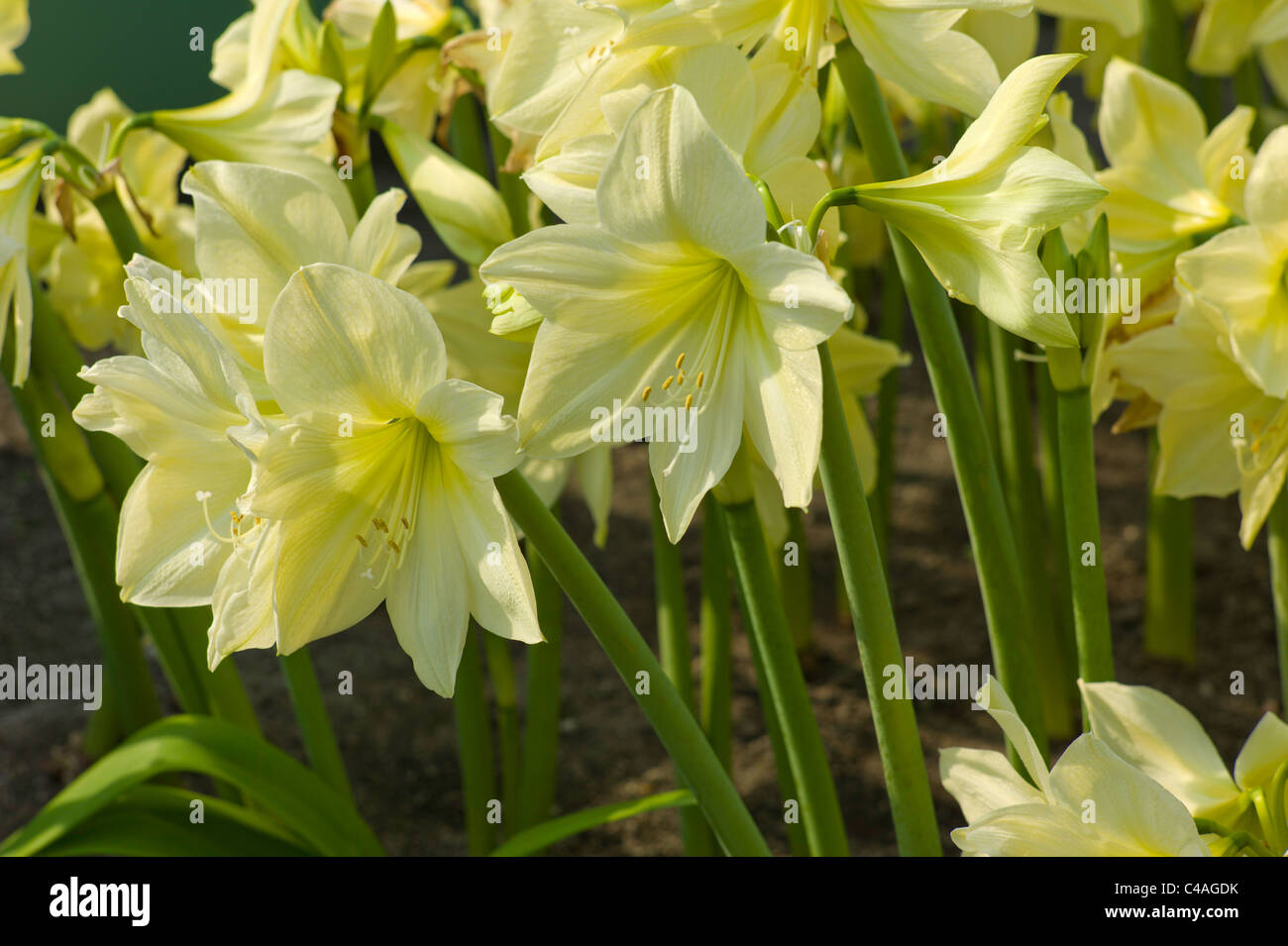 Hippeastrum syn. Amaryllis 'Lemon Lime' Flower Stock Photo
