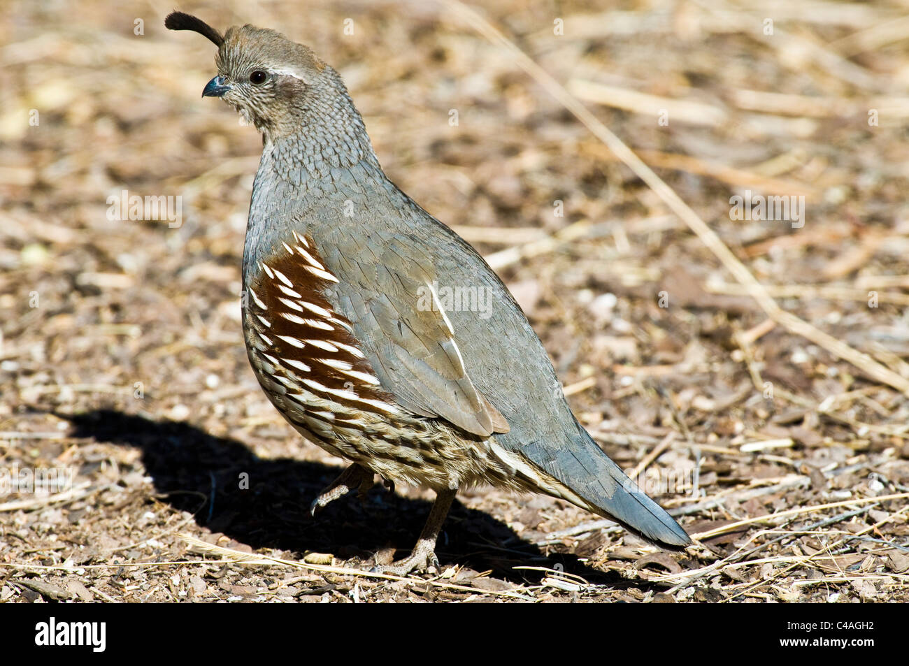 Gambels quail hi-res stock photography and images - Alamy