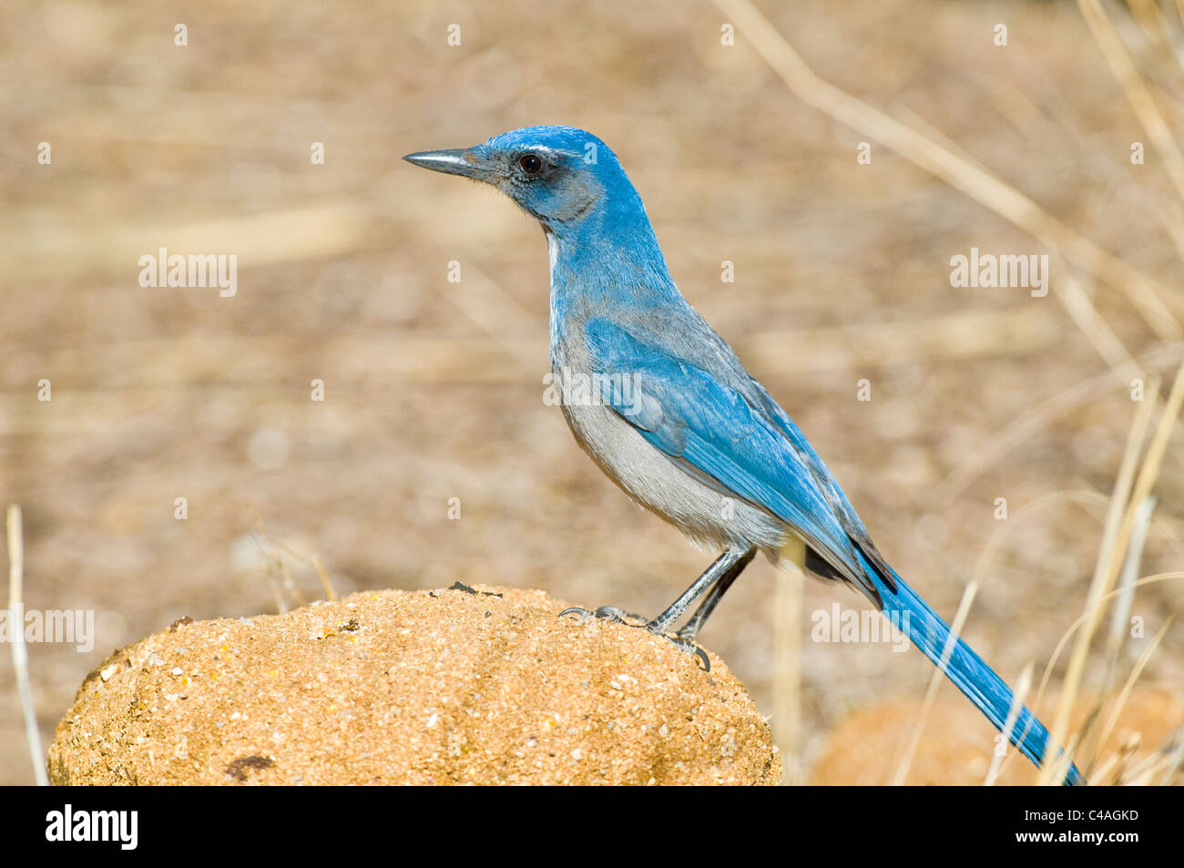 Western scrub jay (Aphelocoma californica) Stock Photo