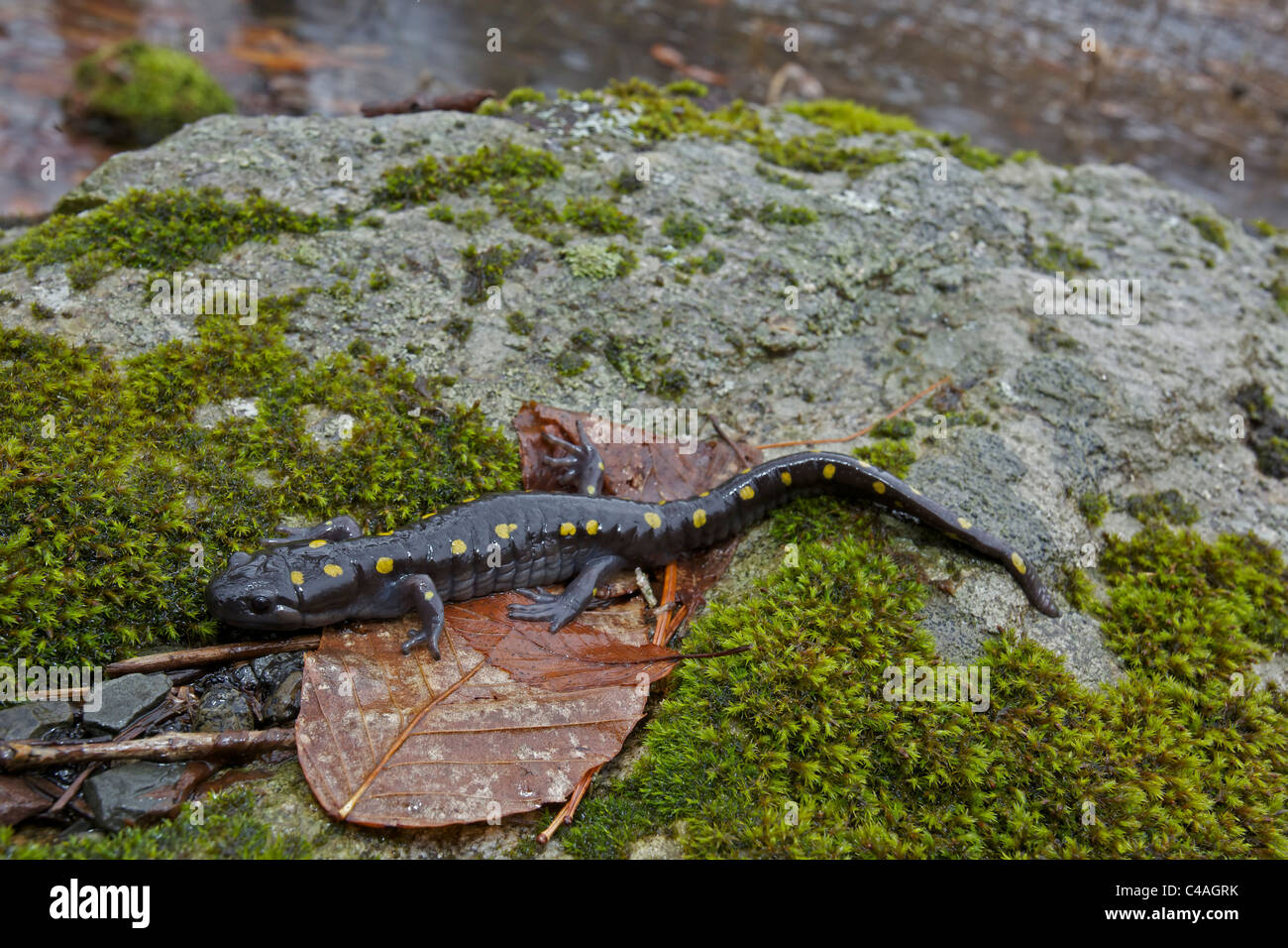 Spotted Salamander (Ambystoma maculatum) New York USA at breeding
