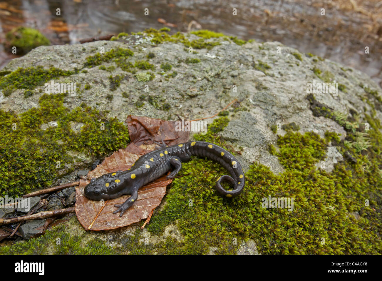 Spotted Salamander (Ambystoma maculatum) New York USA at breeding