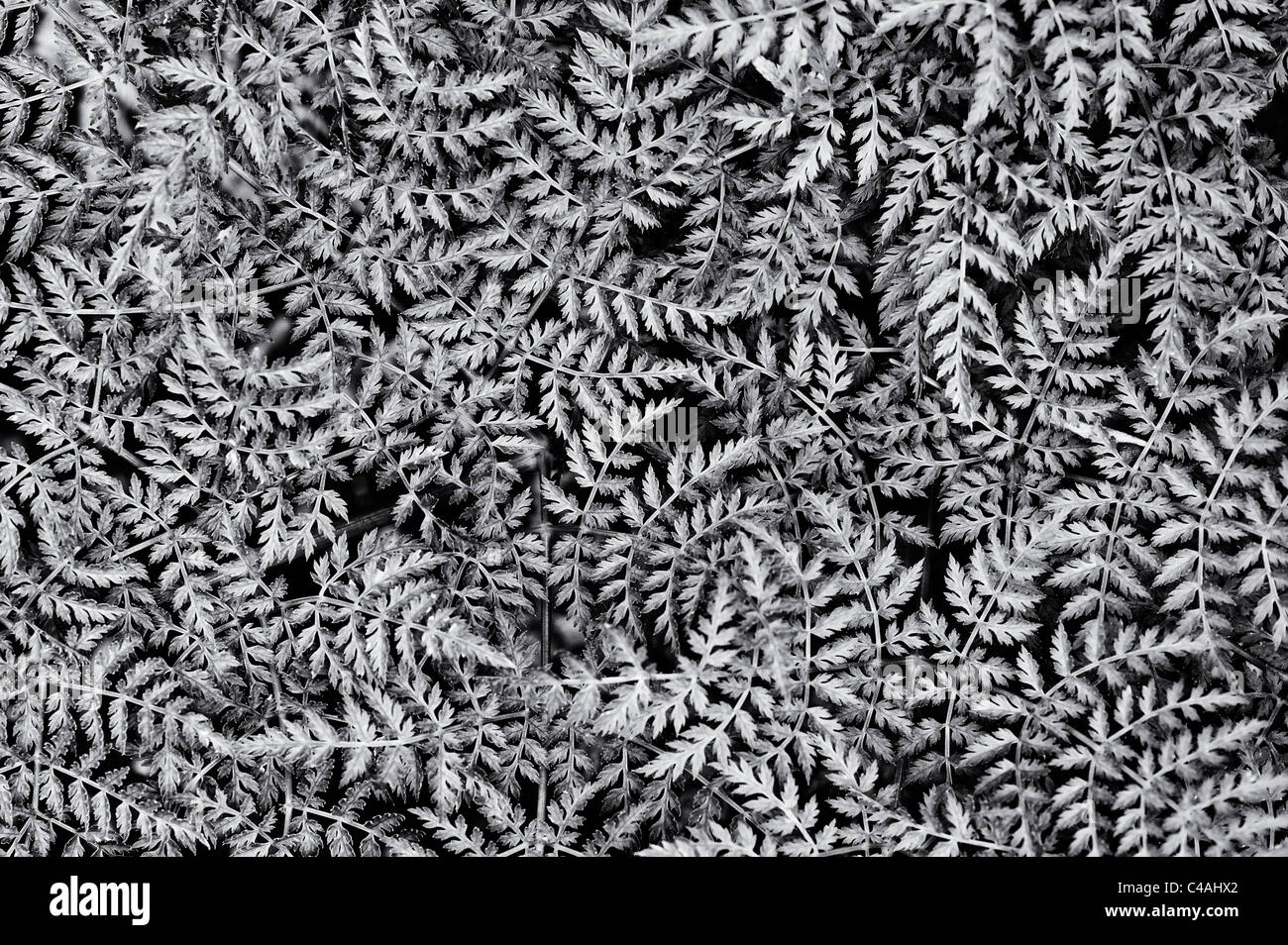 Selinum Wallichianum. Wallich milk parsley leaf pattern. Monochrome Stock Photo