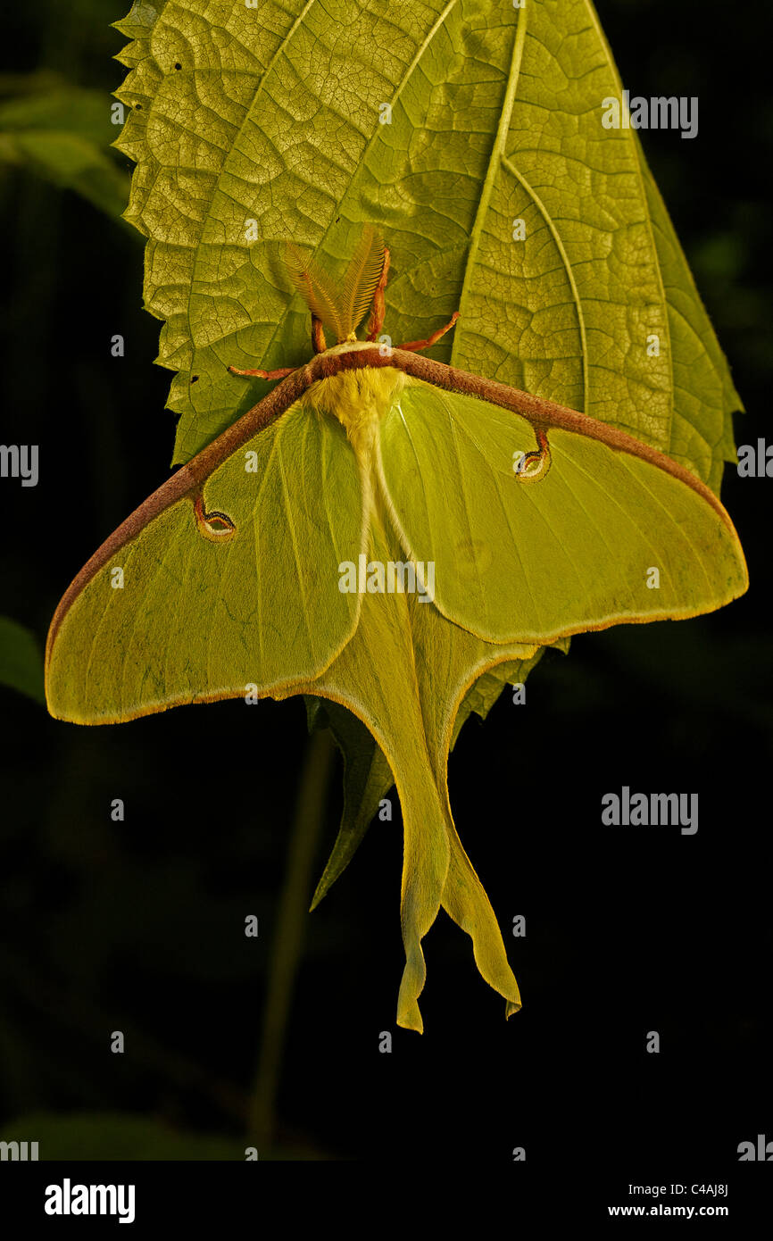 Luna Moth (Actias luna) Newly emerged adult New York USA Family