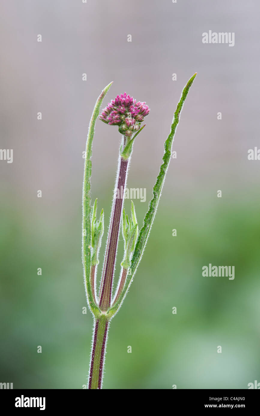 Verbena bonariensis flowers emerging in June. UK Stock Photo Alamy