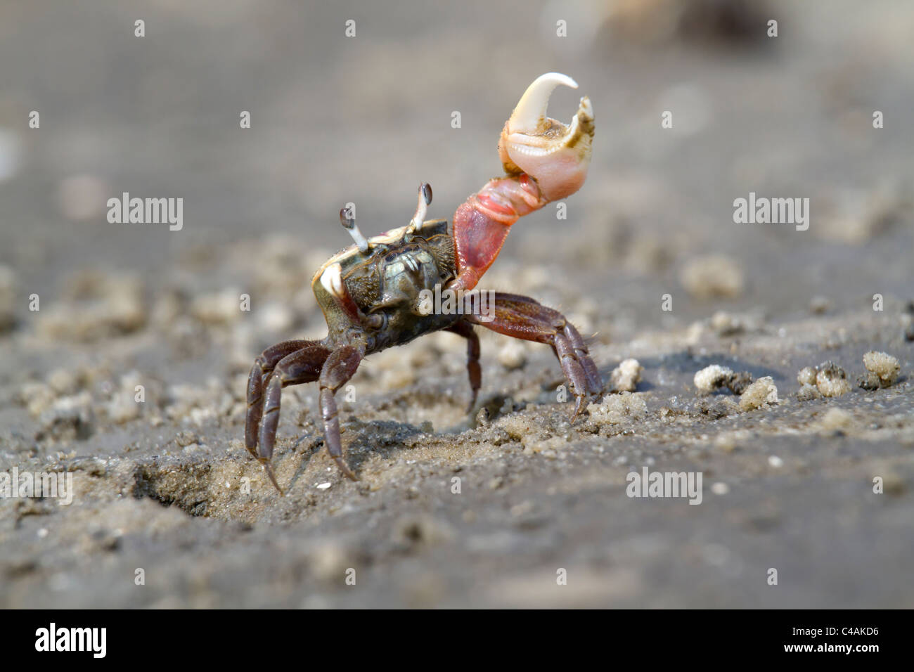 Atlantic sand fiddler crab (Uca pugilator) dancing Stock Photo Alamy