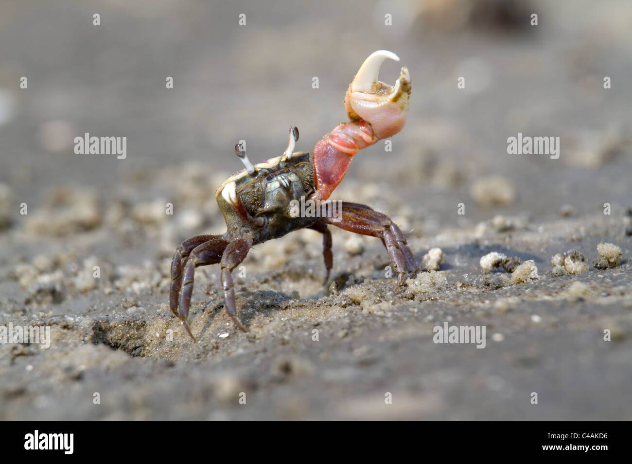 Atlantic sand fiddler crab (Uca pugilator) dancing, Jekyll Island, Georgia, USA. Stock Photo