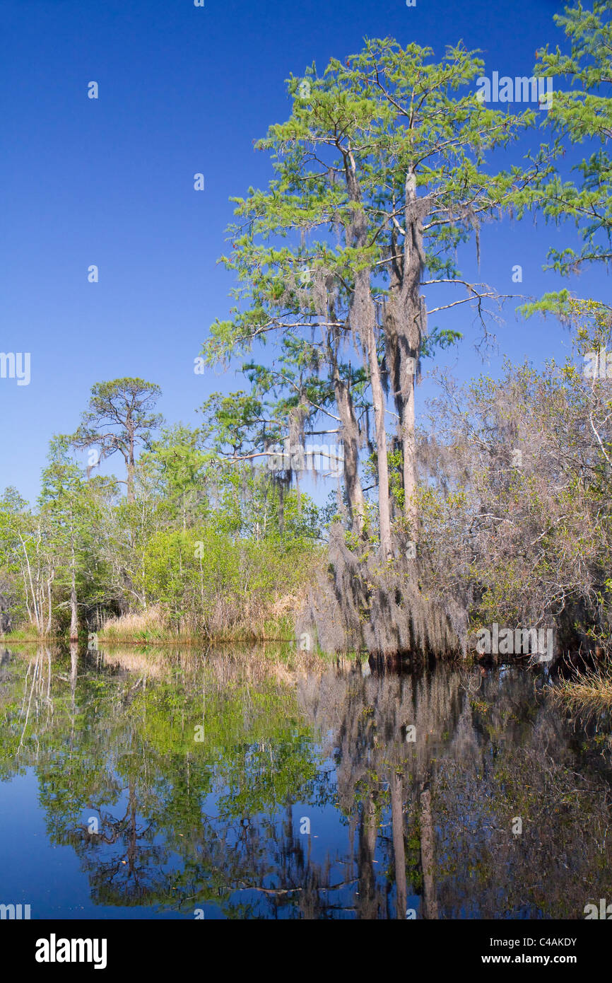 Okefenokee swamp. Stock Photo