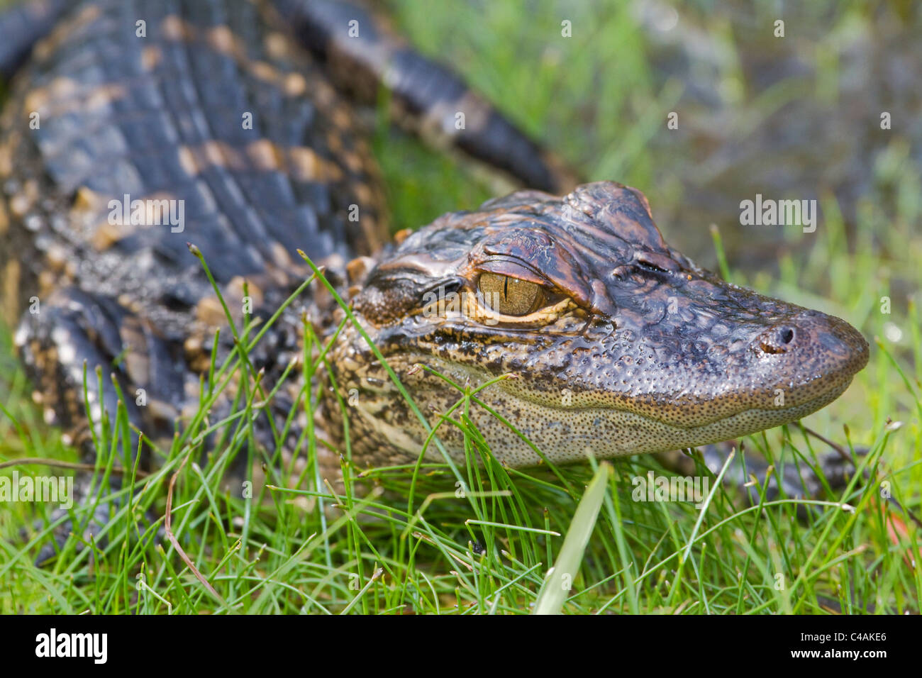 VIDEO: FL mom films son playing on alligator float while real alligator  watches