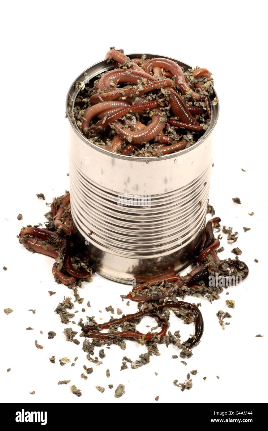 A can of worms is an idiom in the English language that conveys a situation that presents difficulty uncertainty or perplexity Stock Photo