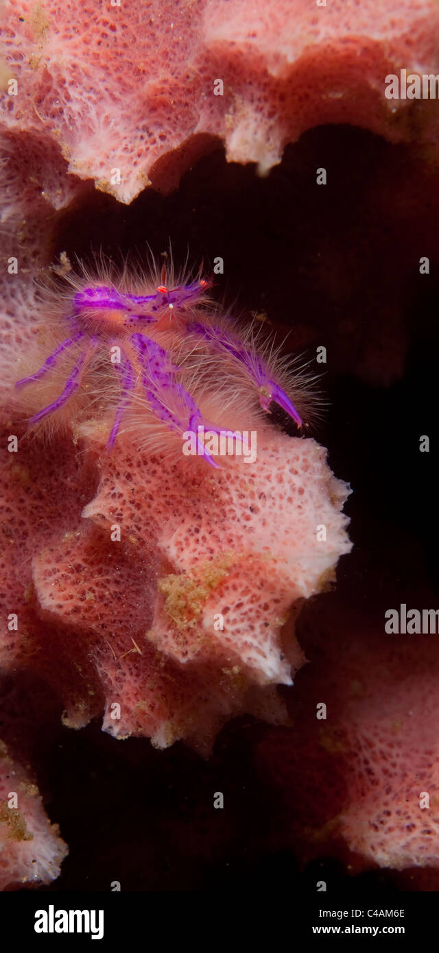 Hairy squat lobster in the Lembeh Straits, Indonesia Stock Photo - Alamy