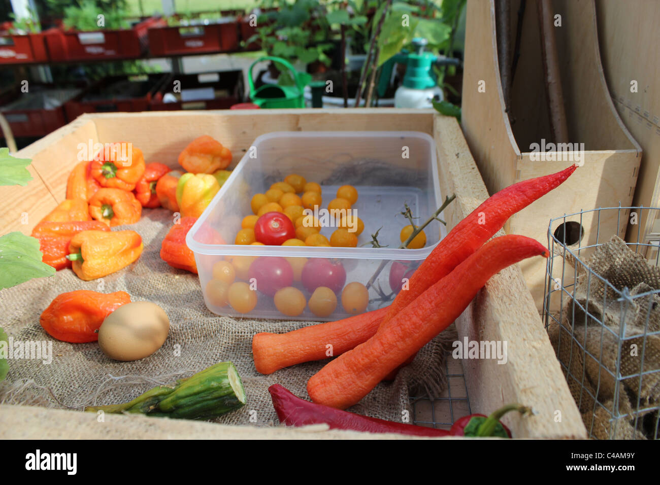 Home grown vegetables Stock Photo