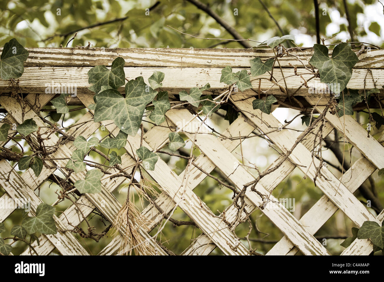 Vines growing fence hi-res stock photography and images - Alamy