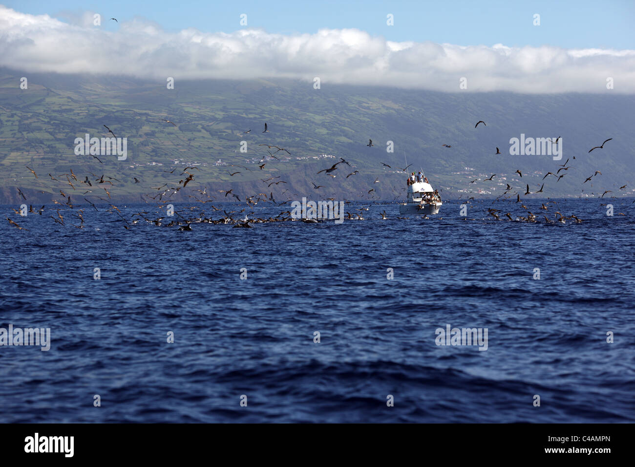 Several Cory's shearwater and dolphins on a mackerel feeding frenzy, off Pico island, seen by people on a whale watching boat Stock Photo