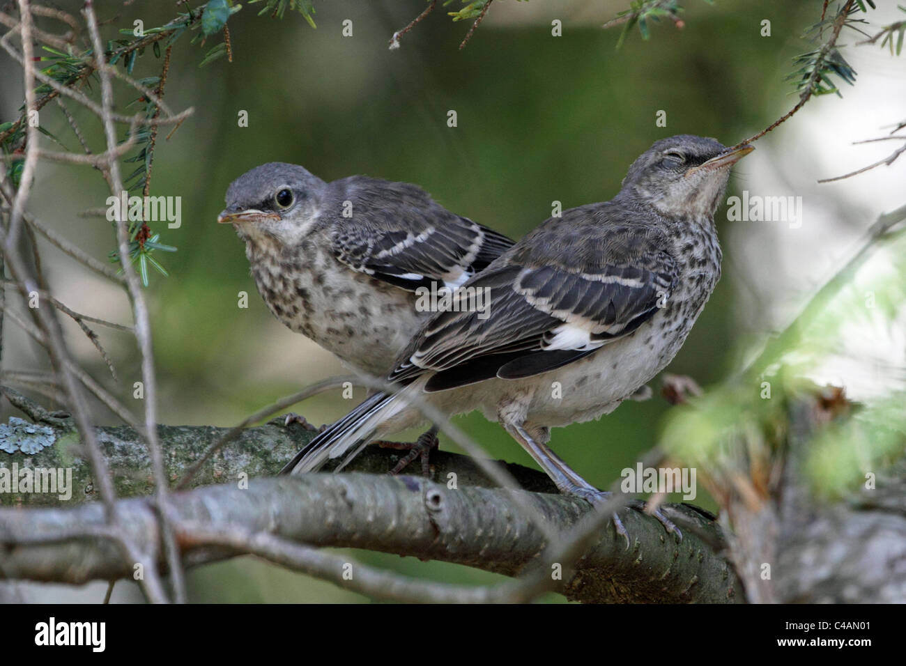 Two Northern Mockingbird fledglings, Dumetella carolinensis, waiting for their mother. Passaic, New Jersey, USA Stock Photo