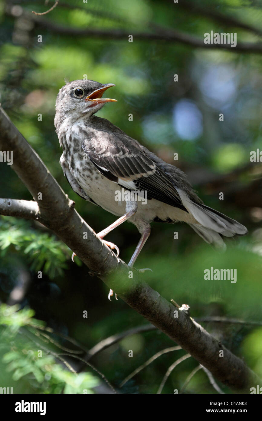 A Northern Mockingbird fledgling, Dumetella carolinensis, perched in a tree calling for its mother. Passaic, New Jersey, USA Stock Photo