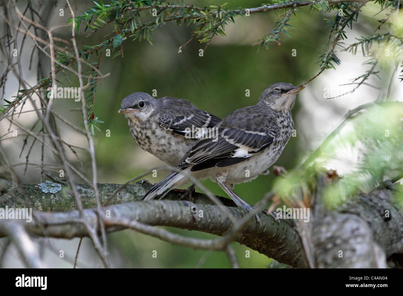 Two Northern Mockingbird fledglings, Dumetella carolinensis, waiting for their mother. Passaic, New Jersey, USA Stock Photo
