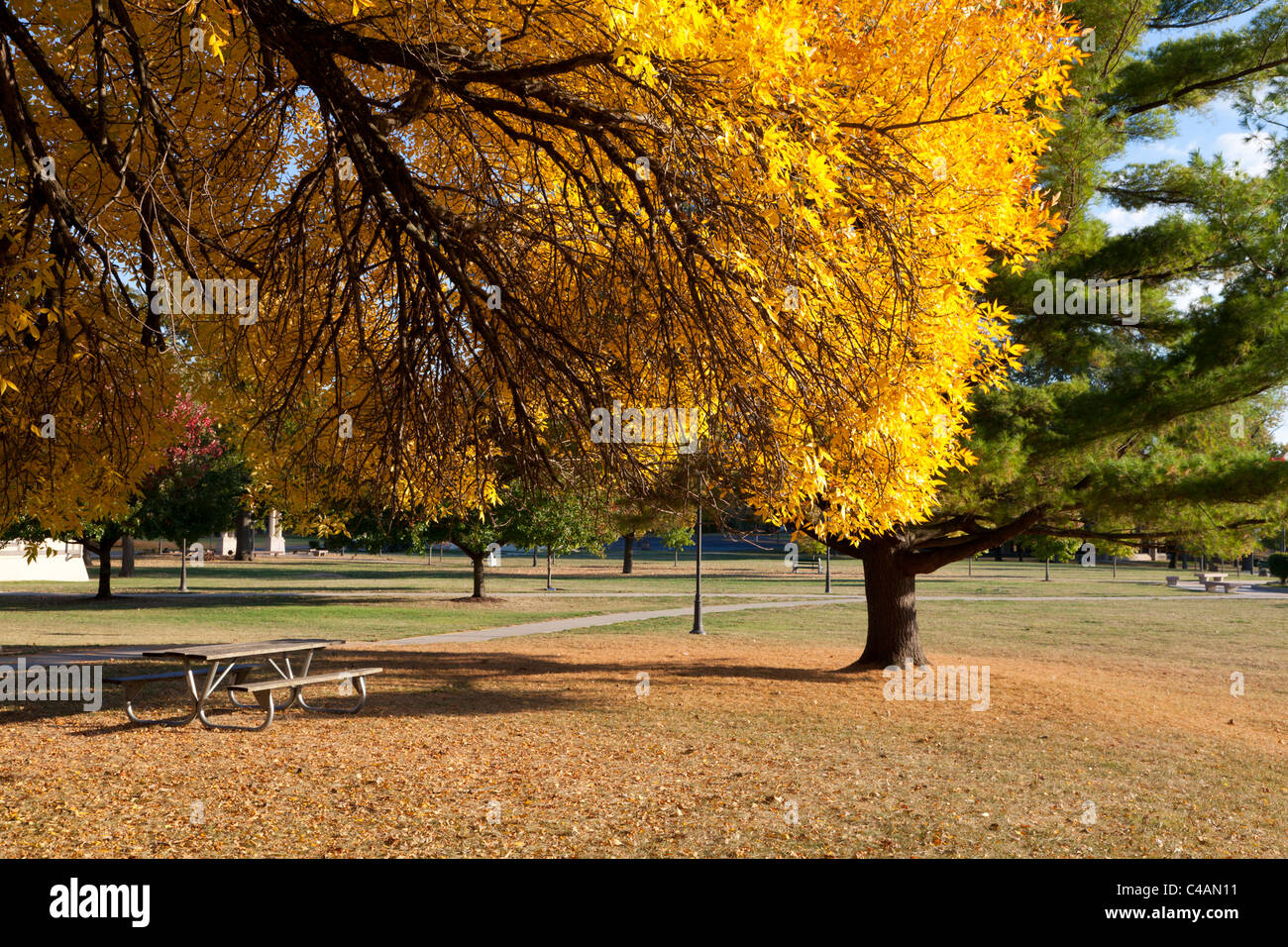 Leaves in fall colors hi-res stock photography and images - Alamy