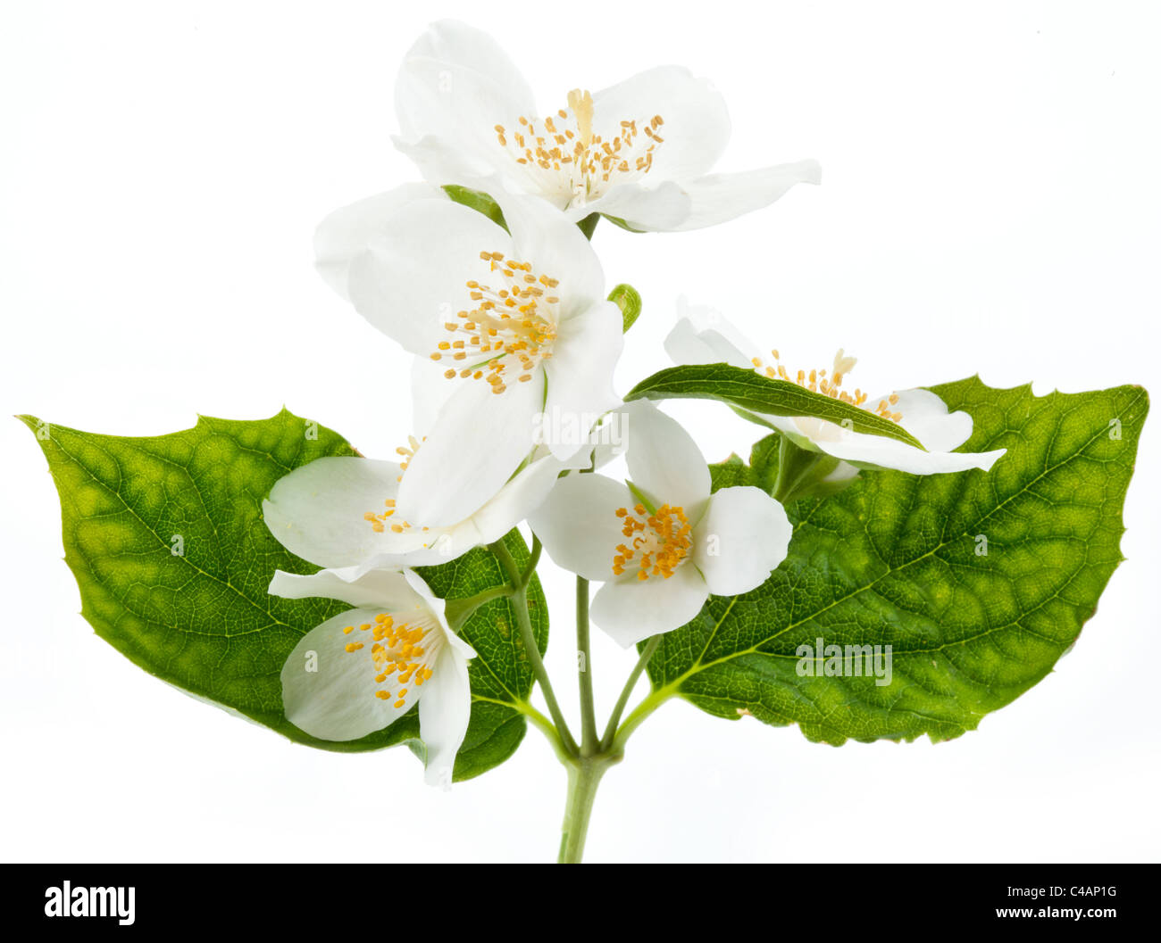 Jasmine flowers isolated on a white background Stock Photo Alamy