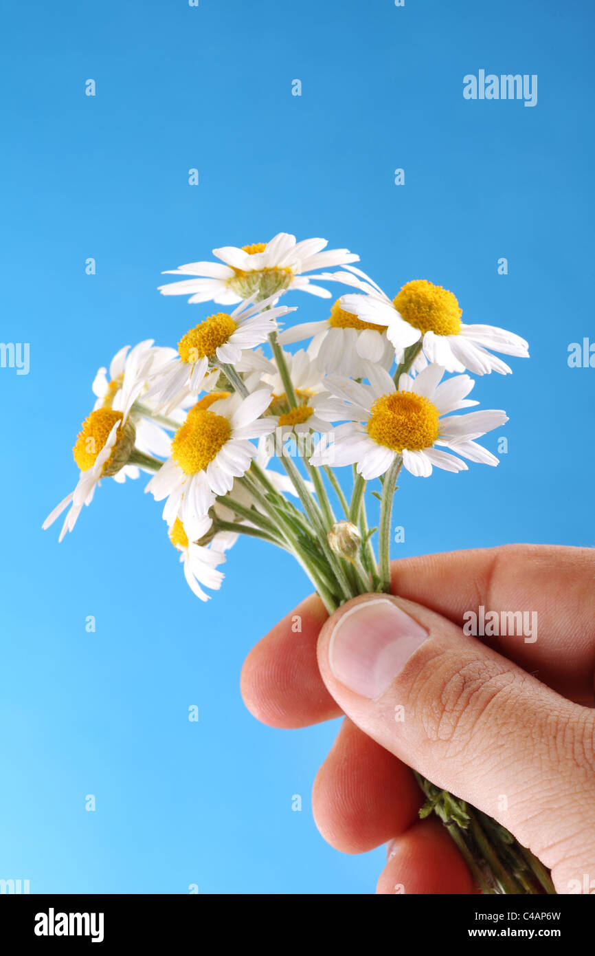 chamomiles in the man's hand on blue sky background Stock Photo