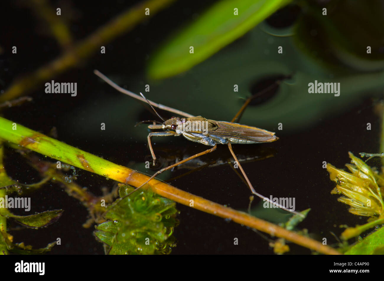 waterbug water running bug waterrunner water runner insect stand walk