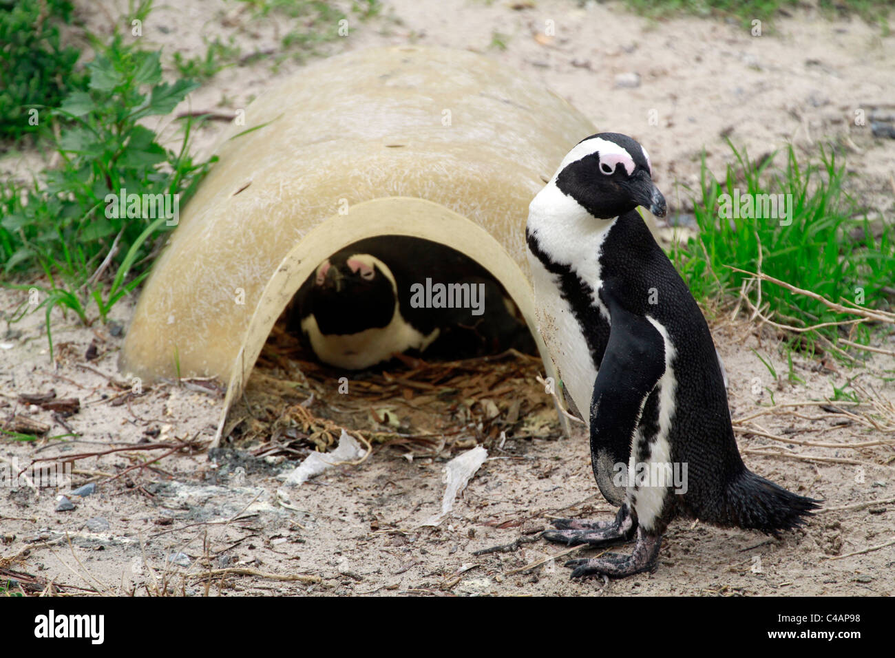African Penguin(Spheniscus demersus) sitting on an egg in its nest at Boulders Beach  Penguin Colony, Simon's Town, South Africa. Stock Photo