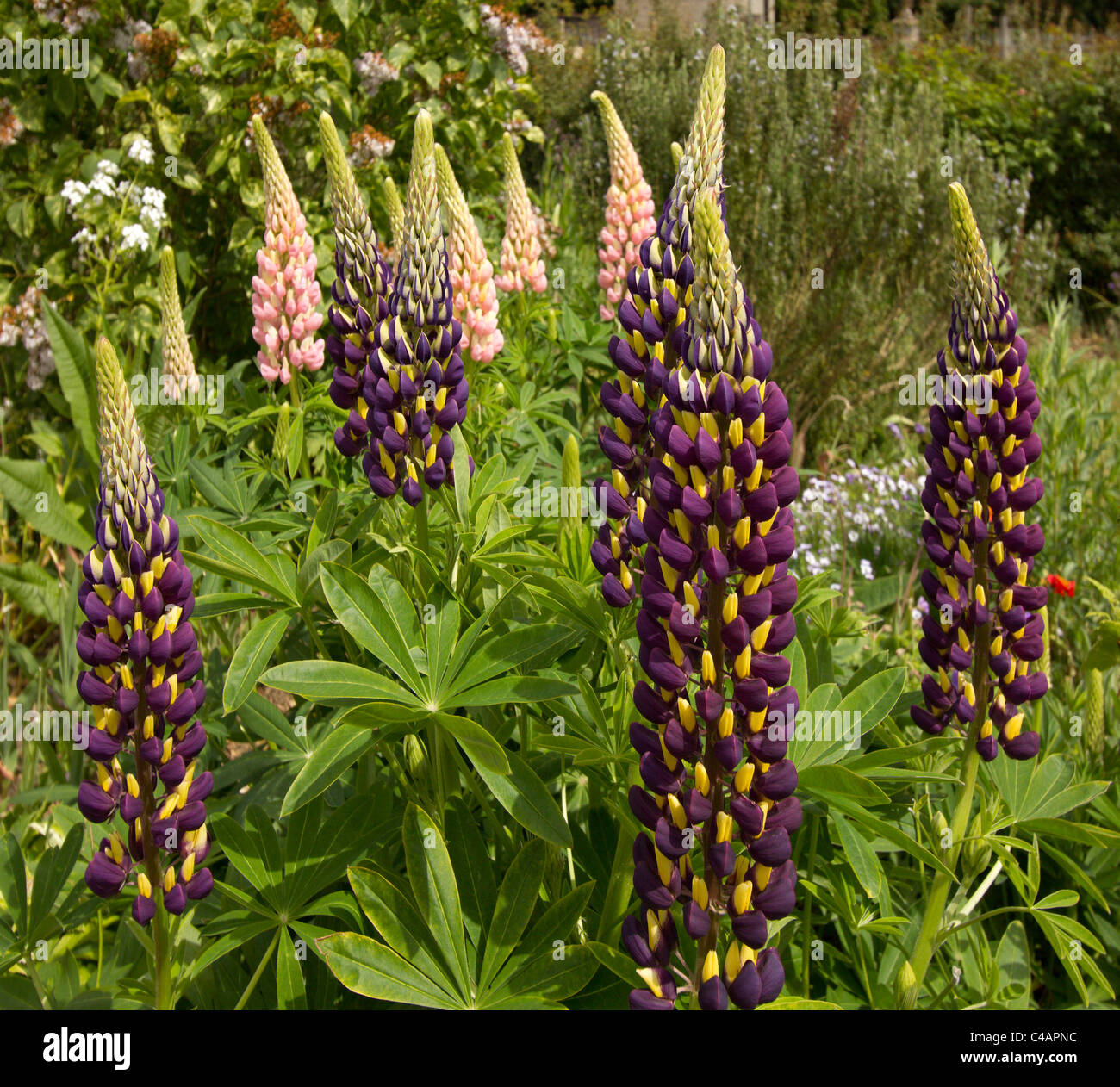 Lupins with flowers growing in English Cottage Garden Border