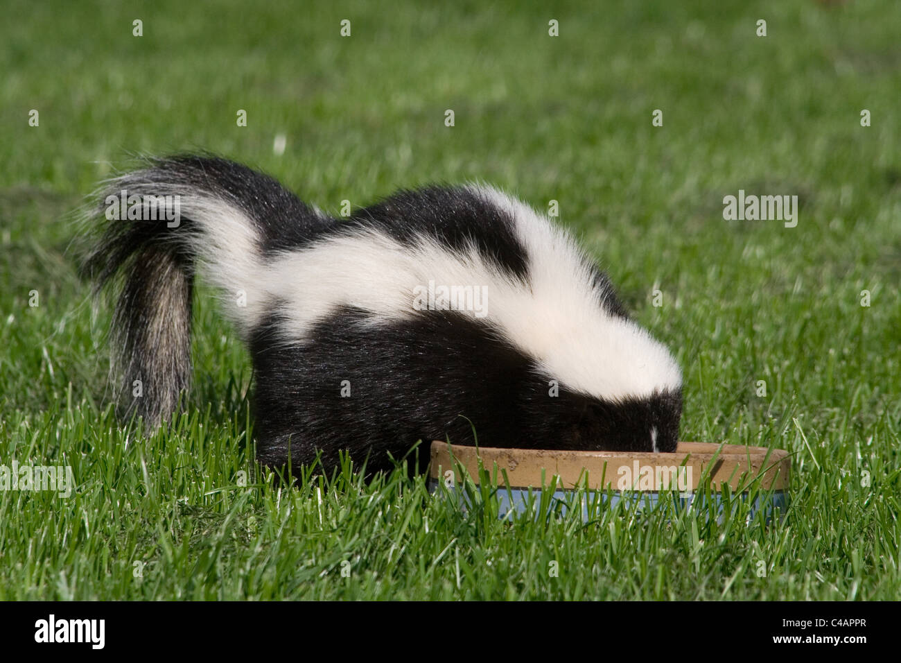 striped skunk Stock Photo
