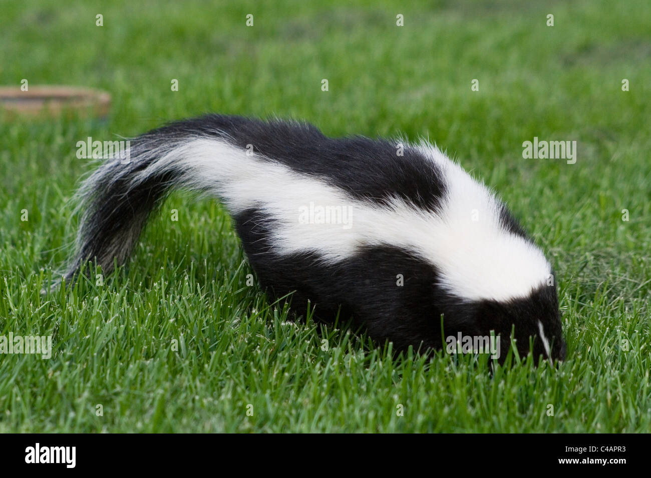 striped skunk Stock Photo