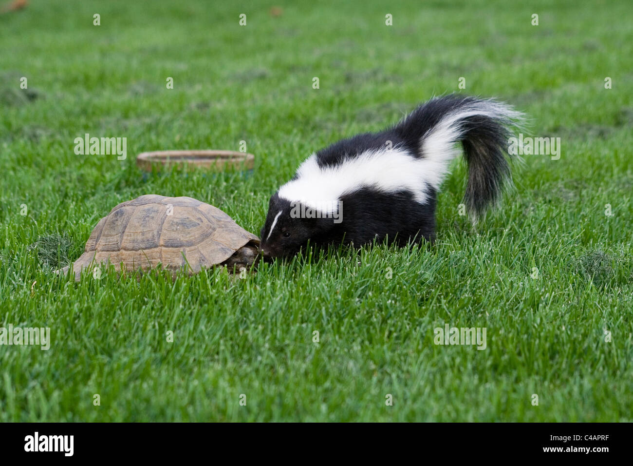 striped skunk & turtle Stock Photo