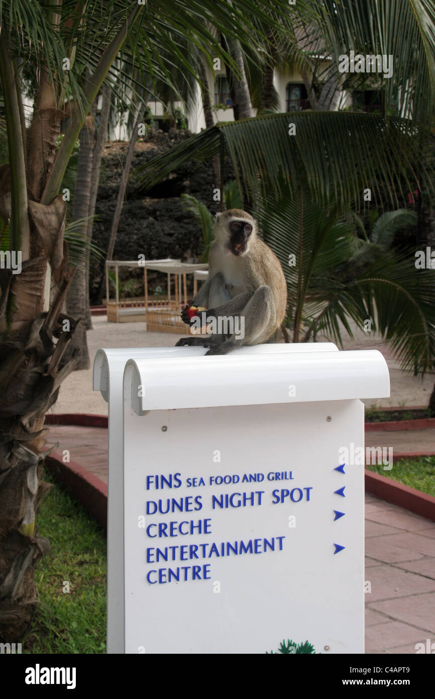 Vervet monkey looking for food at five-star Diani Reef Beach Resort and Spa, Mombasa, Kenya, east Africa Stock Photo