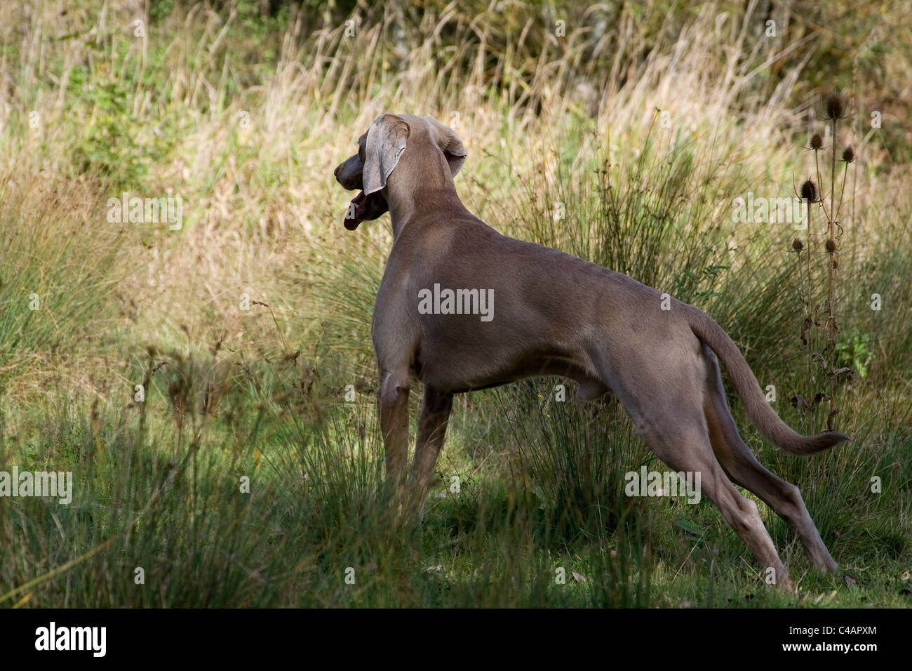 View Shorthaired Short Haired Silver Stock Photos View