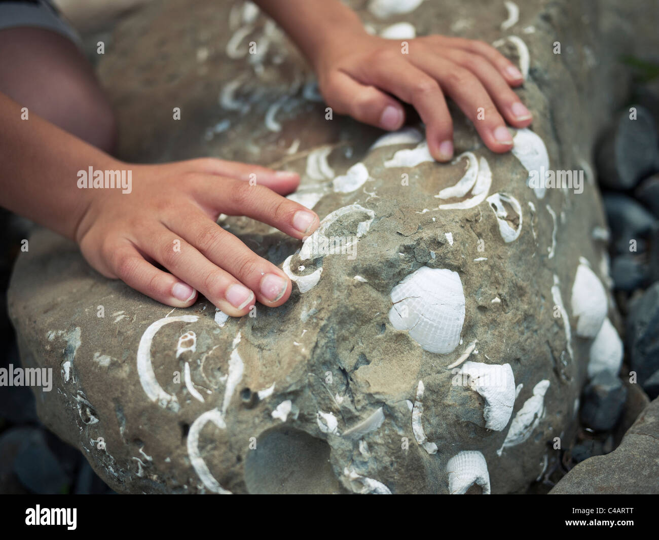 Boy's hands touching rock containing seashells. Stock Photo
