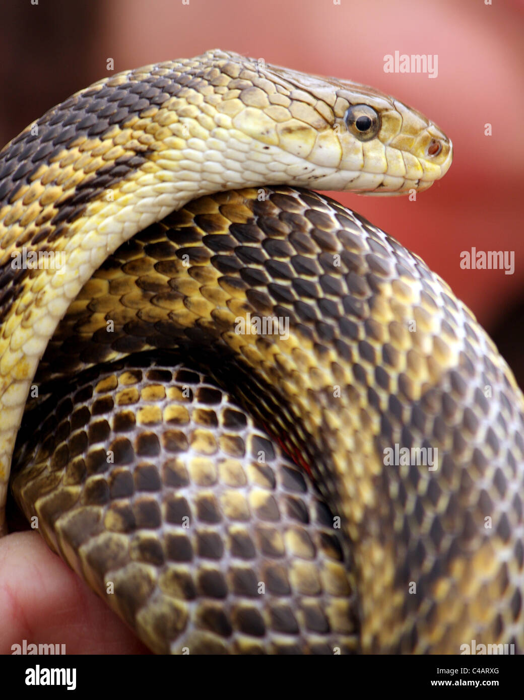 Snake Wrapped Around Stock Photos & Snake Wrapped Around Stock Images