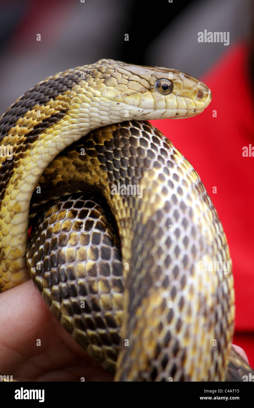 Snake Wrapped Around Stock Photos & Snake Wrapped Around Stock Images ...