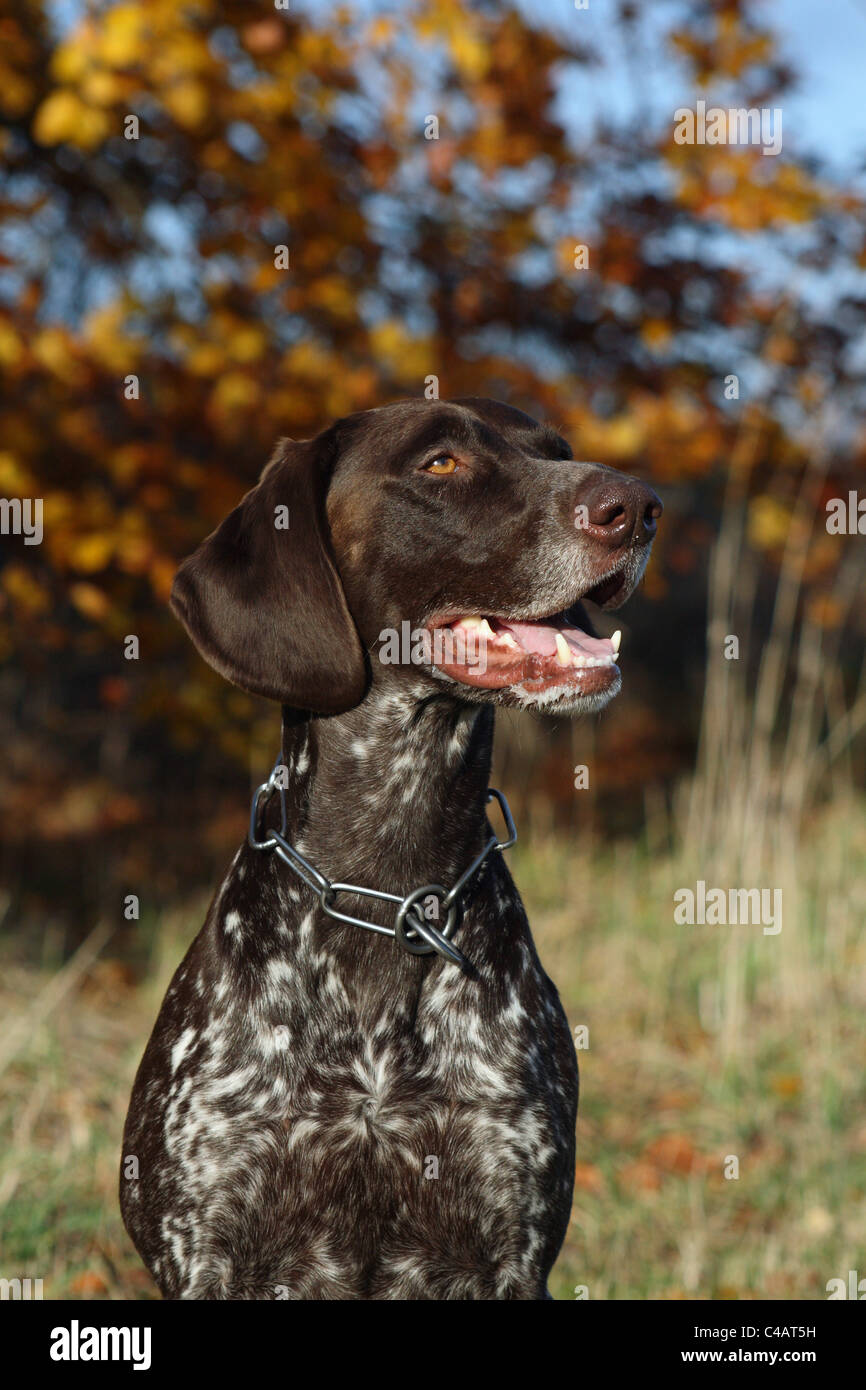 german shorthaired Pointer Stock Photo