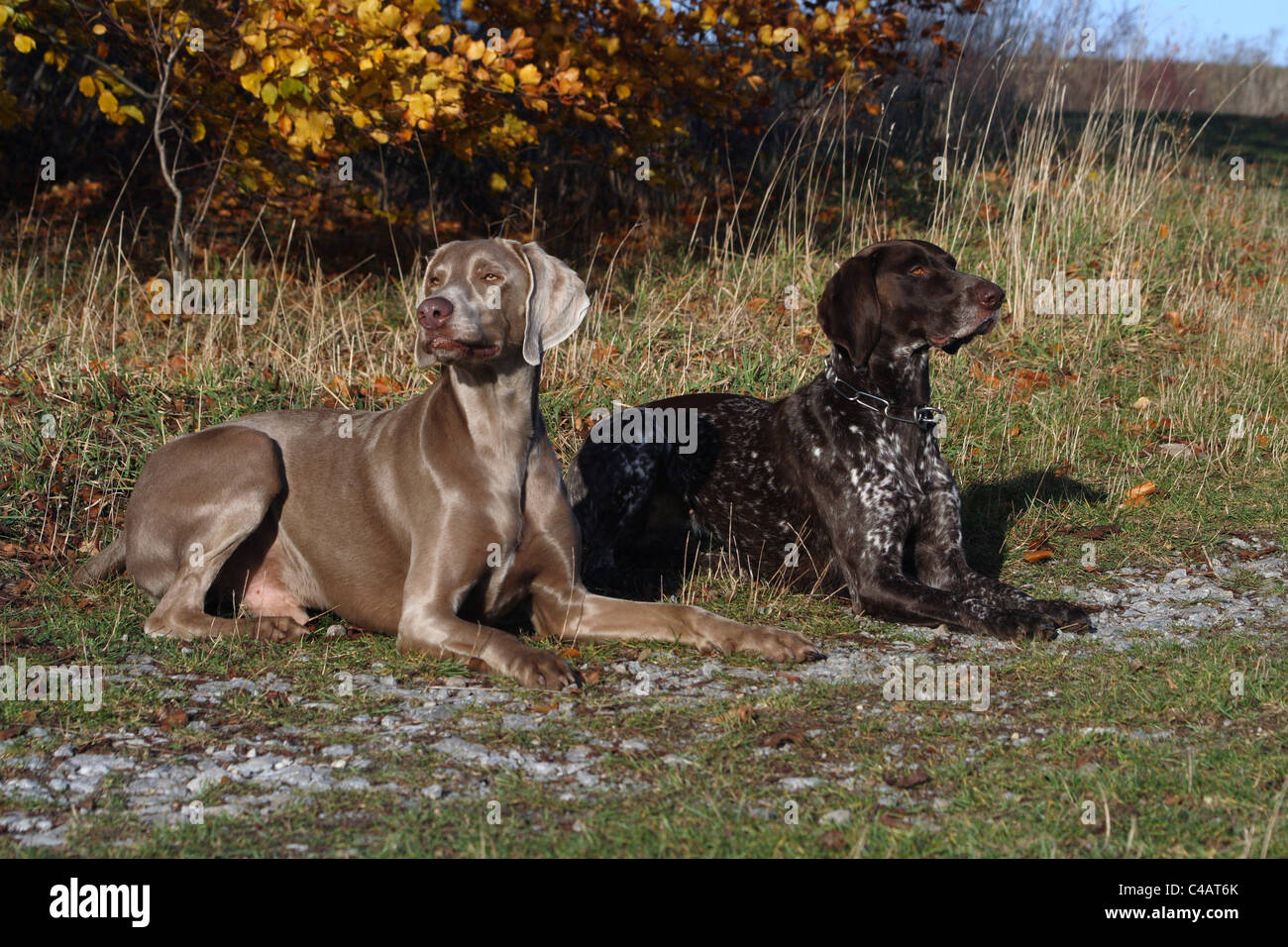 German shorthaired sale pointer weimaraner