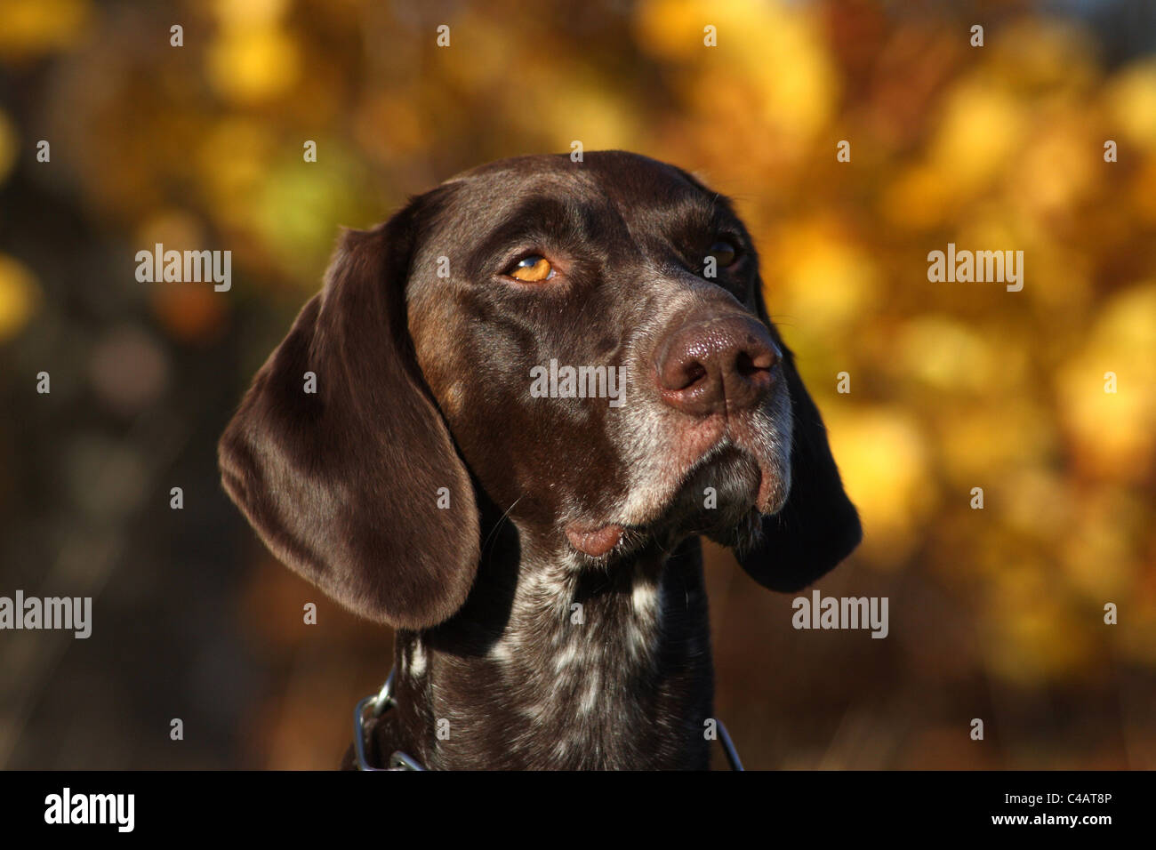 German Shorthaired Pointer Stock Photo