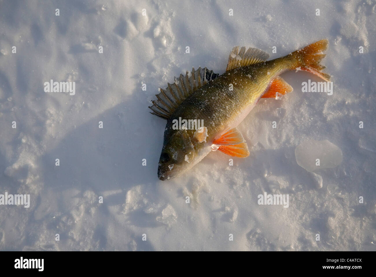 Russia, Siberia, Baikal; A fish caught from the freezing waters of lake baikal Stock Photo