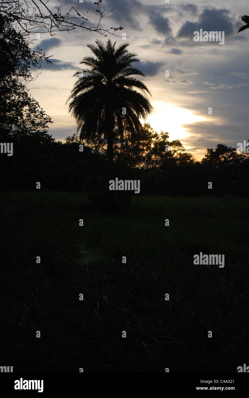 sun set,palm tree Stock Photo