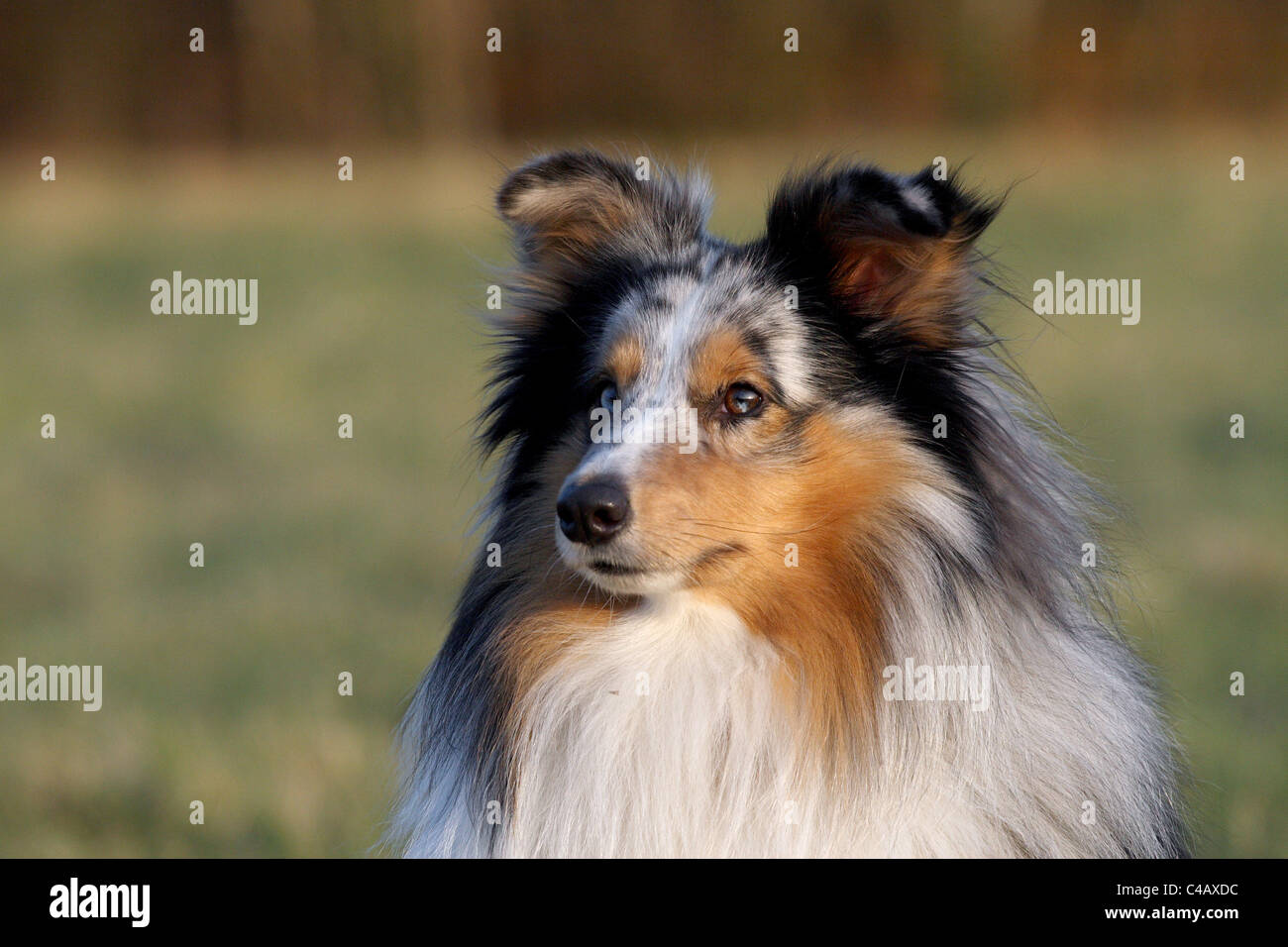 Shetland Sheepdog Portrait Stock Photo - Alamy